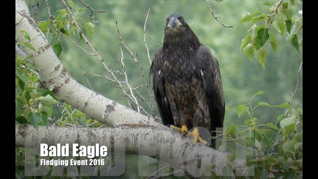 An Eaglet's First Flight