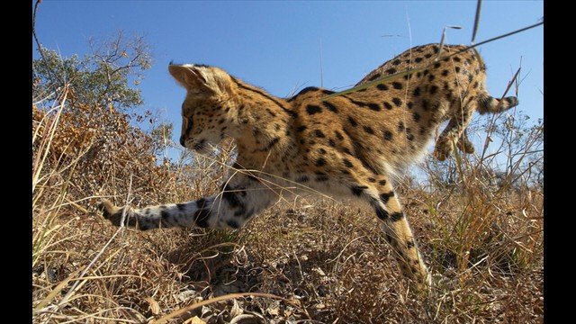 Planet Earth 2 Grasslands