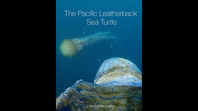 The Pacific Leatherback Sea Turtle