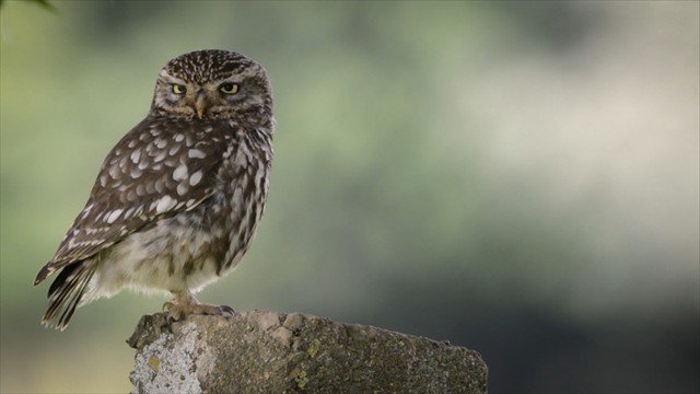 The_realm_of_the_little_owl